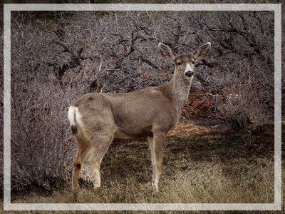 Deer.jpg