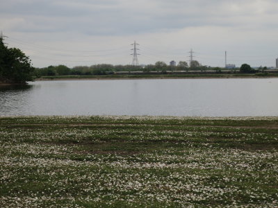 Walthamstow Marshes
