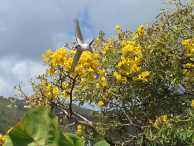 Tortola