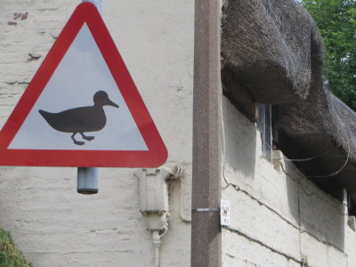 Warning - ducks