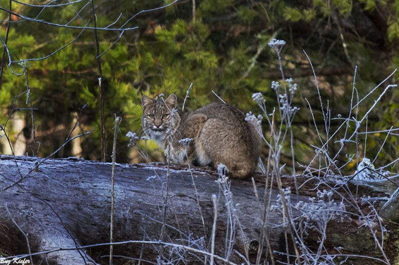 Bobcat on a Log 