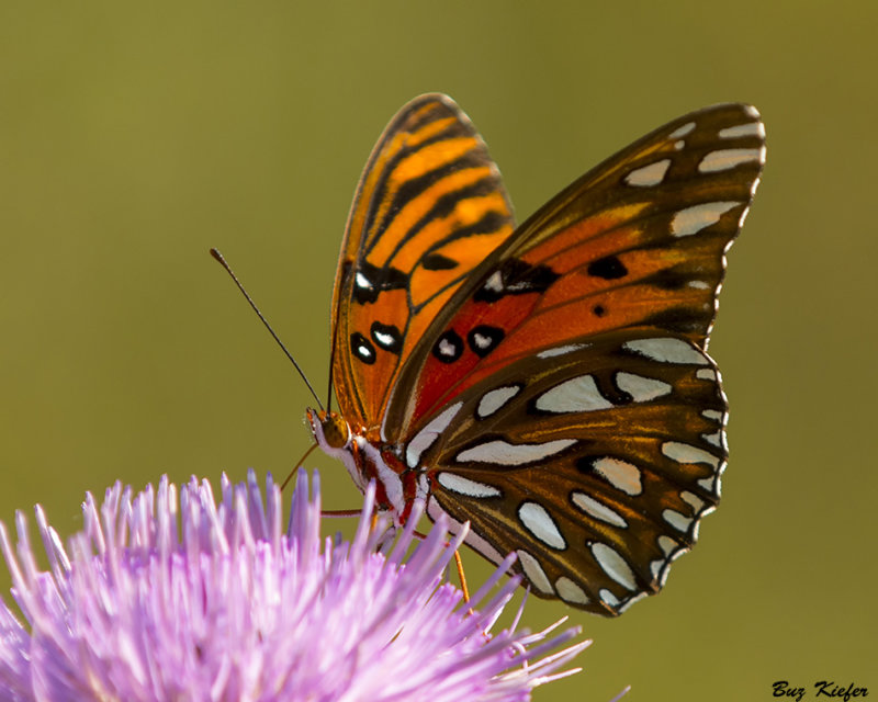 Gulf Fritillary 