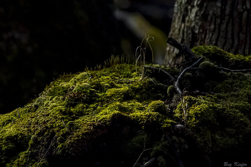 In A Hidden Place 