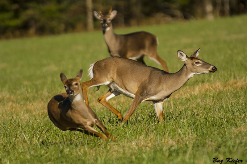 Spike Buck, Doe and Fawn