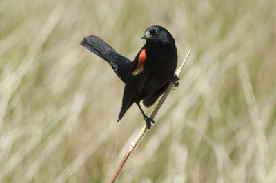 Red Winged Black Bird - Alamosa Refuge