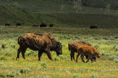 Bison-Mother and Calf