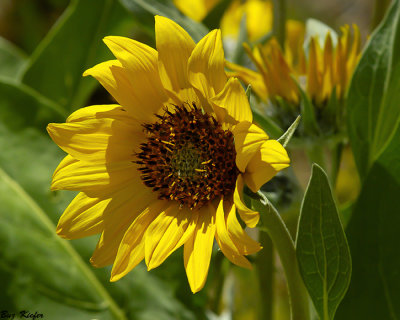 Mule Ear Sunflower 