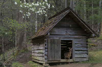 Deer in Corn Crib at The Whitehead Place - Cades Cove