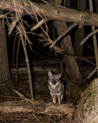Coyote at Night in Cades Cove 