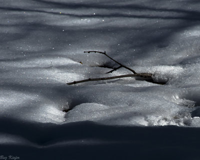 Among the Shadows on the Snow