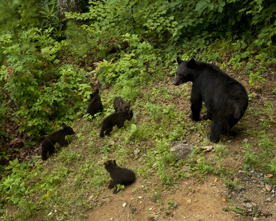 Momma Bear and Five Cubs