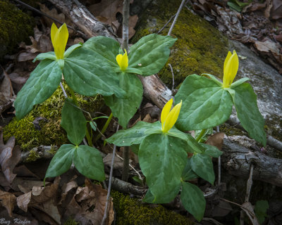 Yellow Trillium, Wakerobin