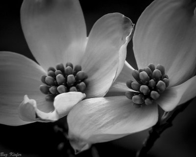 Opening Dogwood Blossoms 