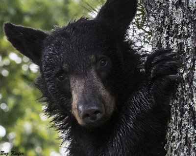 Young Dew Covered Bear 