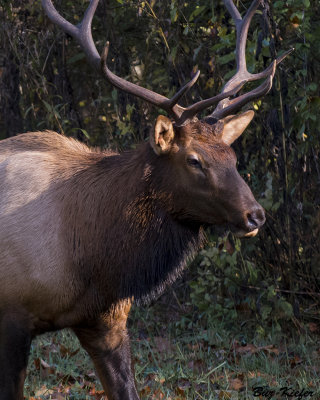 Wapiti