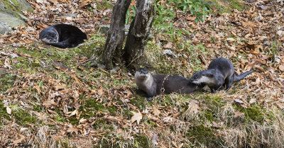Otters on a Mountain Stream 