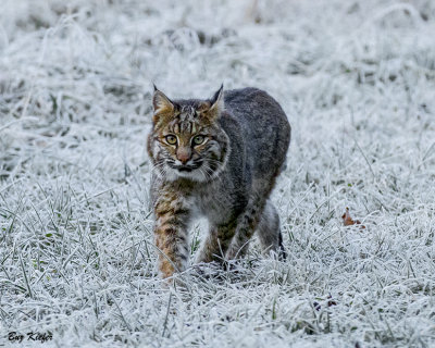Bobcat on a Frosted Field 