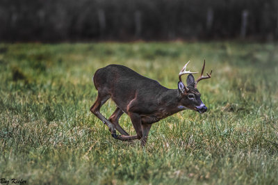 Rut- The Chase Is On