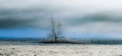Tree in a Foggy Field 