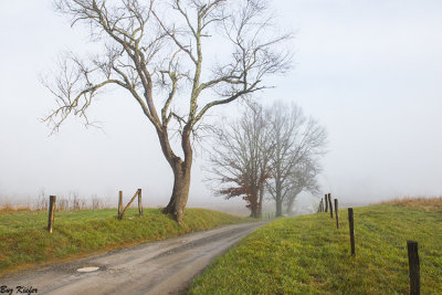 Country Lane on a Foggy Day 