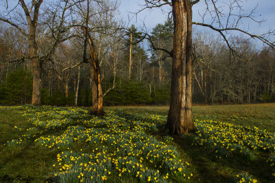 Daffodils on a Small Rise 