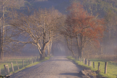 Foggy Sunrise - Early Spring