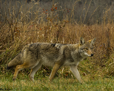 Coyote Hunting Along a Field