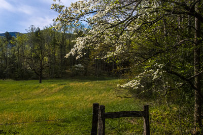 Dogwoods at The Gap 
