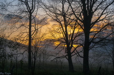 Sunrise Beyond the Trees and Fog