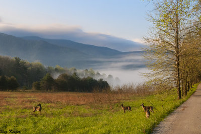 Morning Comes to Hyatt Lane 