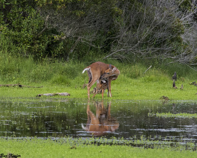 Nursing Fawn and Mother at a Small Pond 