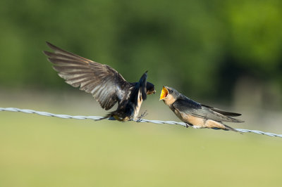 Mother Swallow Feeding Her Young