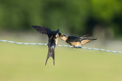 Mother Swallow Feeding Her Young
