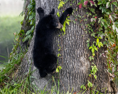 Cub Exiting Oak Tree After Dining 