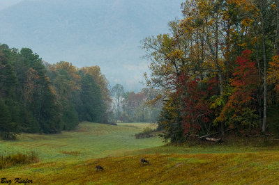 Deer on a Misty Autumn Morning 