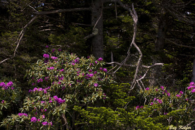Rhododendrons on Roan Mountain 