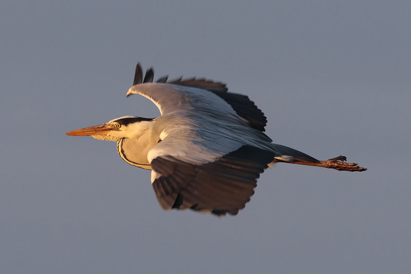 Heron3.jpg