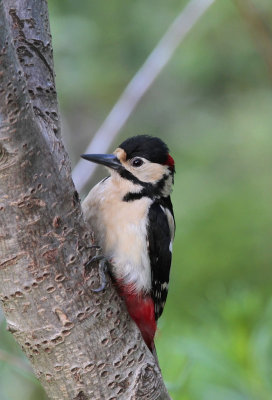 Woodpecker.jpg