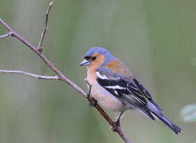 Chaffinch.jpg