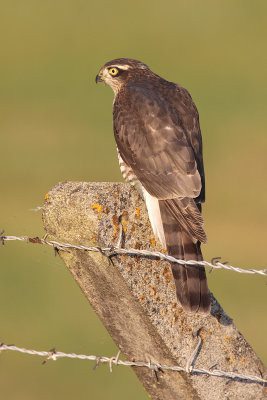 Sparrowhawk1.jpg