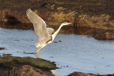 Heron4.jpg