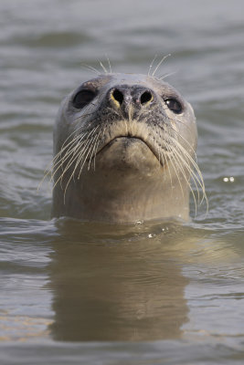 Seals at the Ythan Estuary
