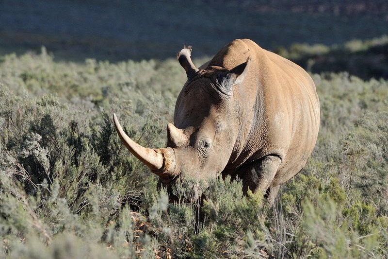 Rhino eating Renosterveld bush