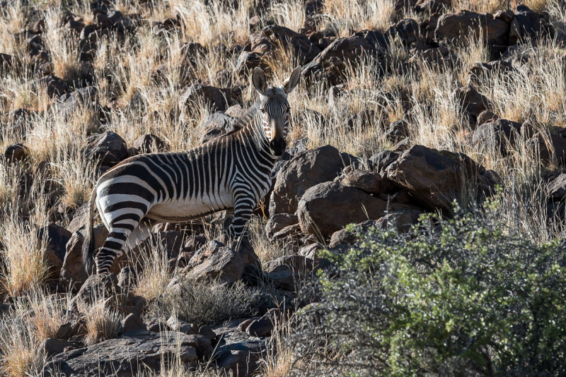 Zebra on hill