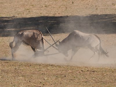A serious Oryx fight