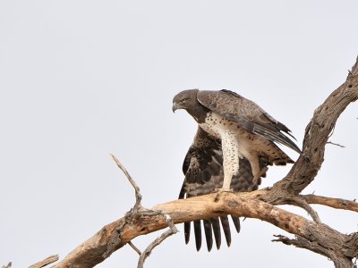 Martial Eagle