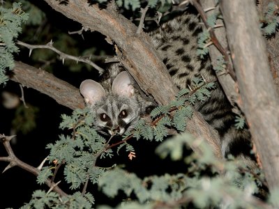 Genet in a tree