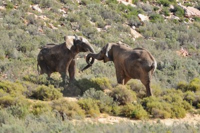 Elephant boys sparring