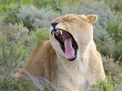 Female Yawn  