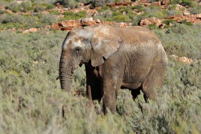 Elephant  